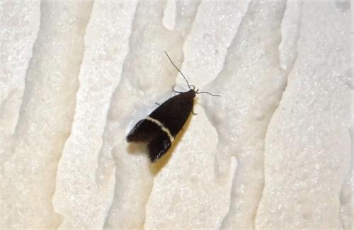 Réf. 287 301 : Aproaerema sp.